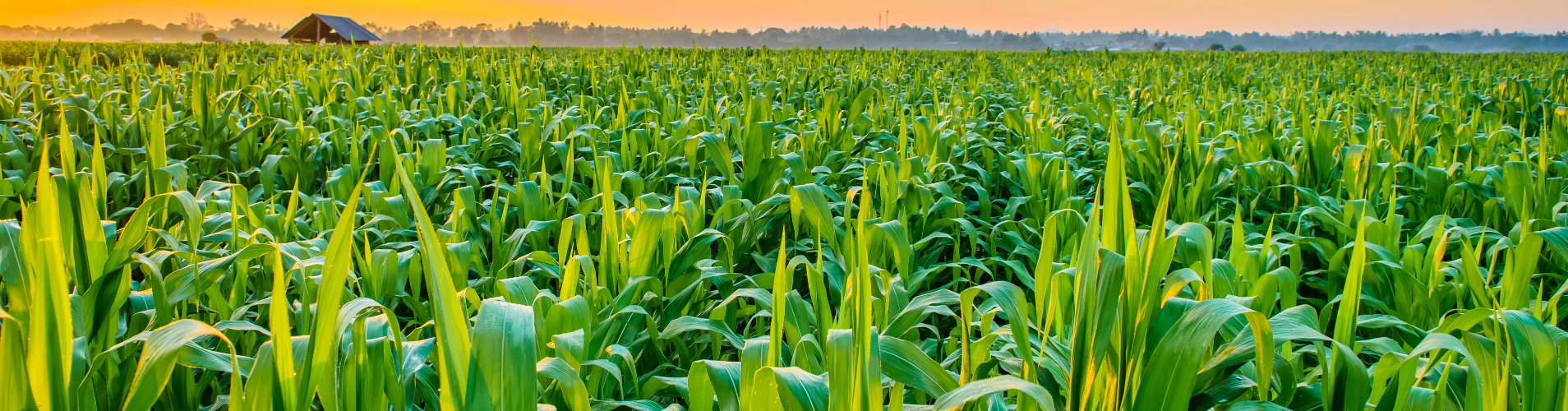 Corn field.